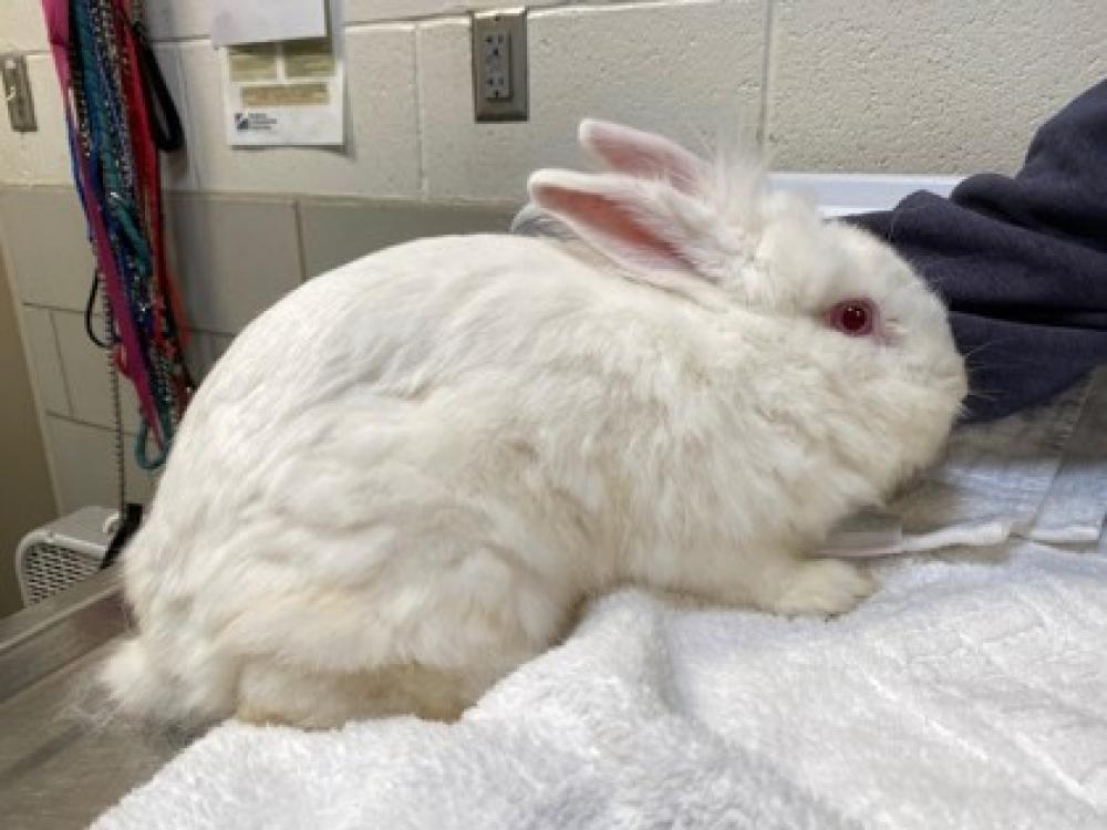 Shelter Stray Female Domestic rabbit last seen Near Heatherton Vienna VA 22180, Fairfax County, VA, Fairfax, VA 22032