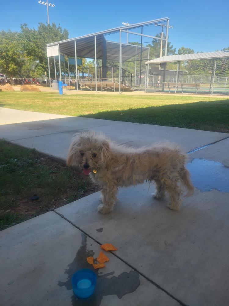 Reunited Male Dog last seen Randol Park Orange Field, Arlington, TX 76012