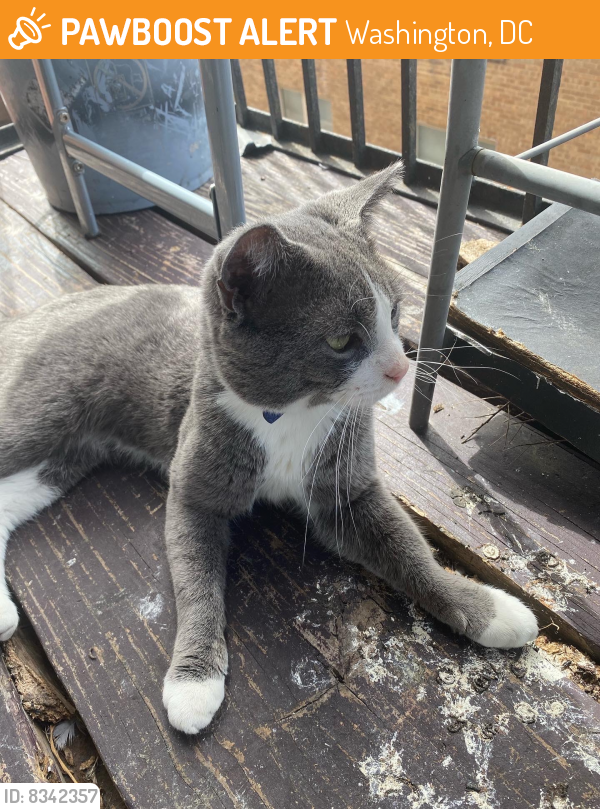 Found/Stray Male Cat last seen Two blocks from the Pizza Hut at 5178 Eastern ave NE, Washington, DC 20011