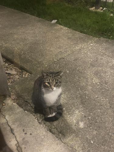 Found/Stray Female Cat last seen devon and albany ave , Chicago, IL 60659