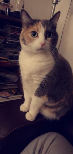 Lost Female Cat last seen Cimarron Trail and South Passage, Isanti, MN 55040