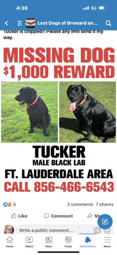 Lost Male Dog last seen E sunrise Blvd , Fort Lauderdale, FL 33304