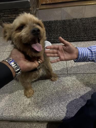 Found/Stray Unknown Dog last seen Near st and 93rd ave, Queens, NY 11428