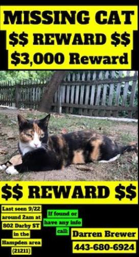 Lost Female Cat last seen Darbey St , Baltimore, MD 21211