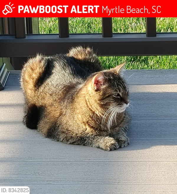 Lost Male Cat last seen Pirateland Camping Resort, South Kings Highway, Myrtle Beach, SC 29575