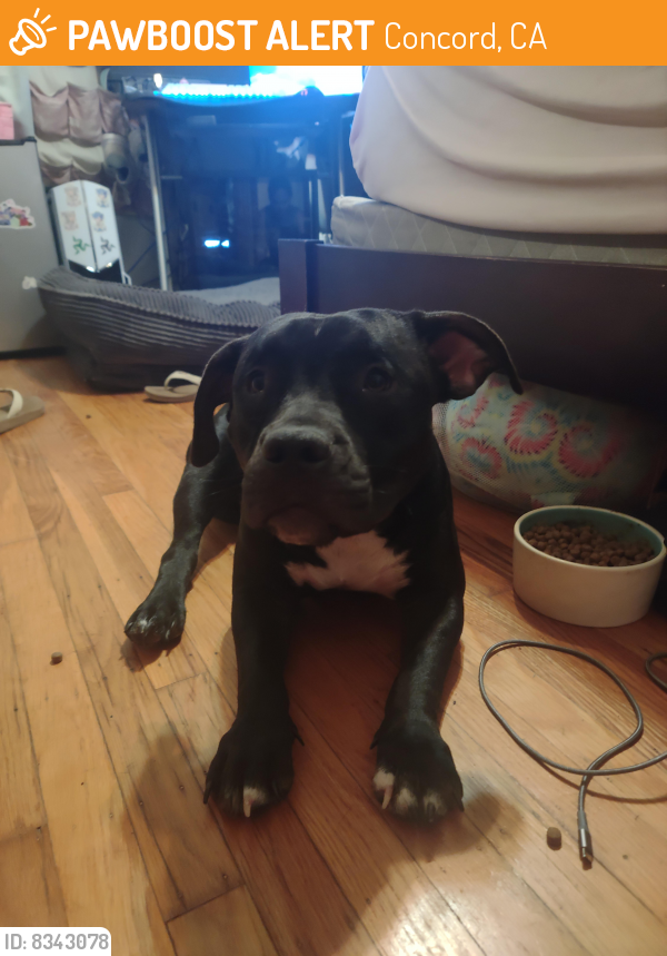 Rehomed Female Dog last seen Clayton road and Albert way, Concord, CA 94521