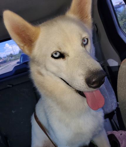 Found/Stray Male Dog last seen 83rd ave and Maryland, Glendale, AZ 85301
