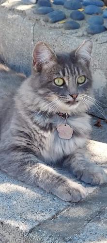 Lost Female Cat last seen Piedmond , San Jose, CA 95132