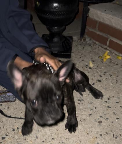 Found/Stray Unknown Dog last seen Near road queens village, Queens, NY 11429