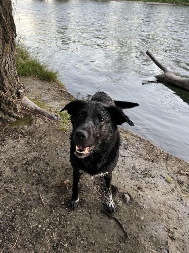 Lost Female Dog last seen Riverbend SE, Calgary, AB T2C