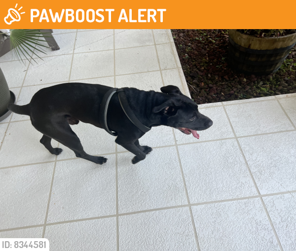 Rehomed Male Dog last seen Eight Mile Creek, Northwest Pensacola, FL 32526