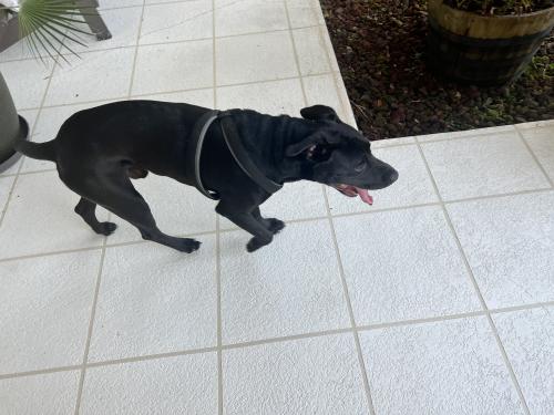 Found/Stray Male Dog last seen Eight Mile Creek, Northwest Pensacola, FL 32526