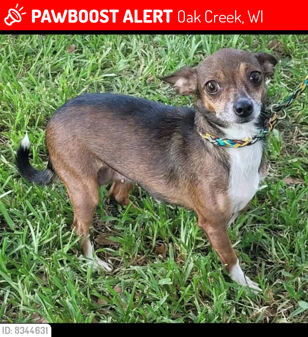 Lost Female Dog last seen Pet smart oak creek , Oak Creek, WI 53154