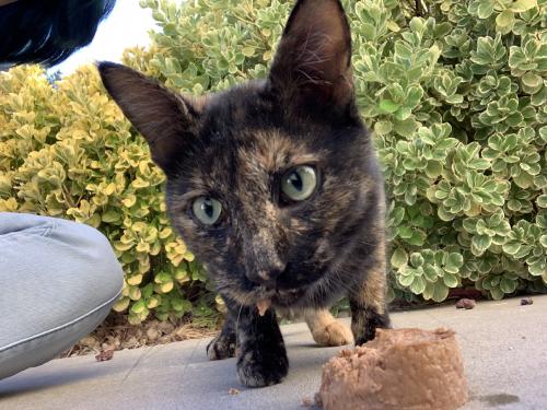 Found/Stray Female Cat last seen Bandlier, Albuquerque, NM 87114