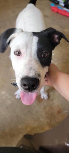 Found/Stray Male Dog last seen Near 1/2 and pine forest , Cantonment, FL 32533