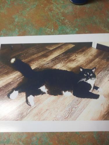Lost Male Cat last seen Blanton st and e torino, Port St. Lucie, FL 34986