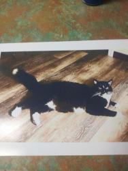 Lost Male Cat last seen Blanton st and e torino, Port St. Lucie, FL 34986