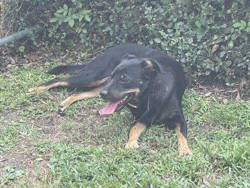Found/Stray Male Dog last seen Houston, Mobile, AL 36606