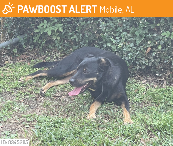 Rehomed Male Dog last seen Houston, Mobile, AL 36606