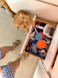 Lost Male Cat last seen Stone Jug Rd/Columbia Ave, Stone Jug Rd/Huntington (Huntington Hills housing development)  Possibly seen at Kensington school bus stop, Battle Creek, MI 49015