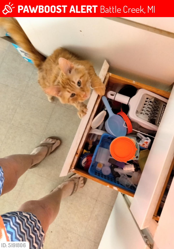 Lost Male Cat last seen Stone Jug Rd/Columbia Ave, Stone Jug Rd/Huntington (Huntington Hills housing development)  Possibly seen at Kensington school bus stop, Battle Creek, MI 49015