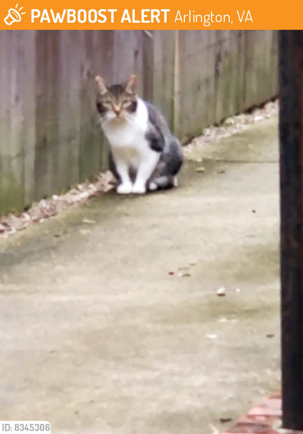 Found/Stray Unknown Cat last seen 19th St. S. & Fillmore St. S.  Arlington, VA 22204, Arlington, VA 22204