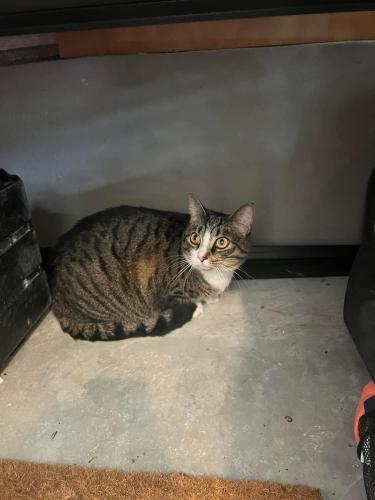 Found/Stray Unknown Cat last seen Frank reeder road , Escambia County, FL 32526