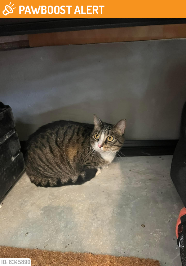 Found/Stray Unknown Cat last seen Frank reeder road , Escambia County, FL 32526