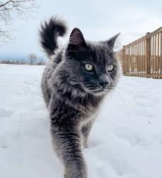 Lost Male Cat last seen Near Jennifer ln Lakemoor , Lakemoor, IL 60051