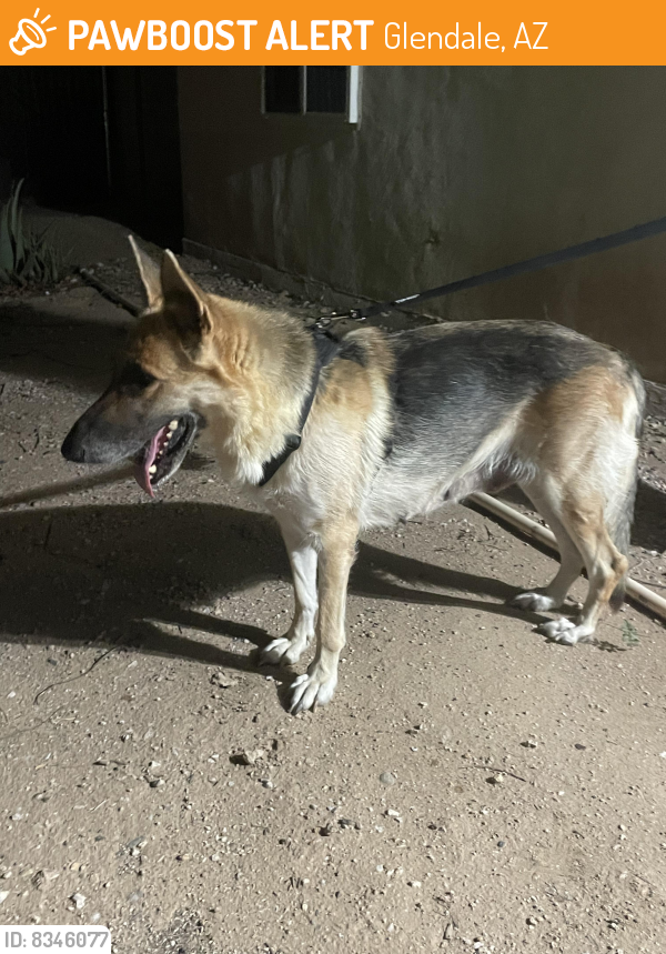 Rehomed Unknown Dog last seen 51st Ave & Northern , Glendale, AZ 85302