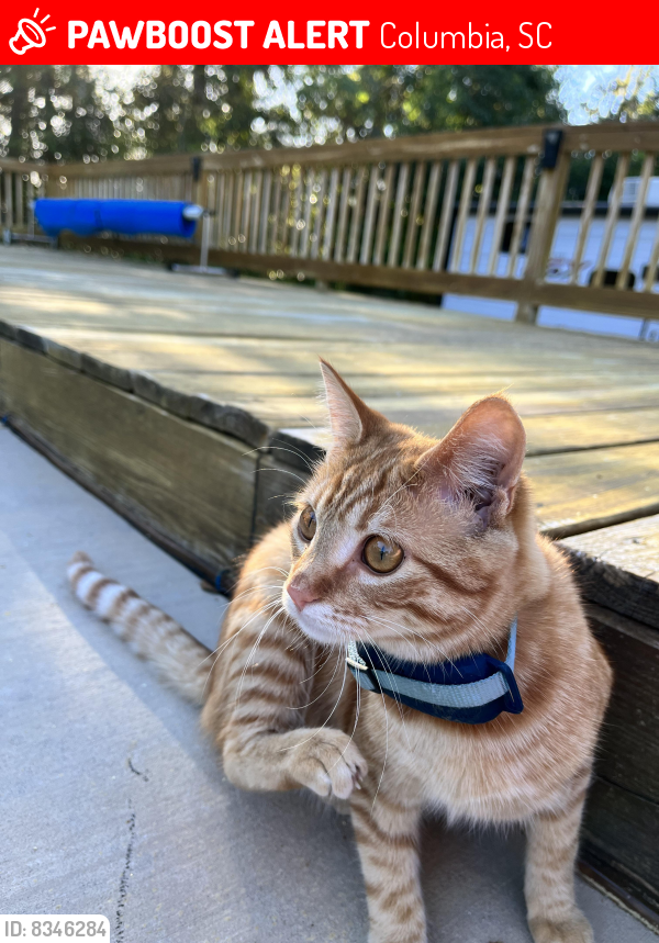 Lost Female Cat last seen Buckfield Drive, Columbia, SC 29206