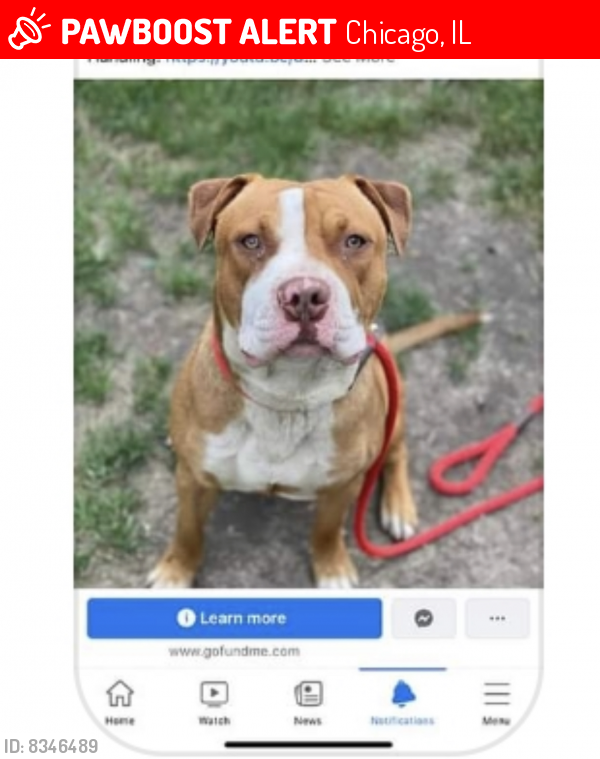 Lost Male Dog last seen Touched By An Animal, Chicago, IL 60651