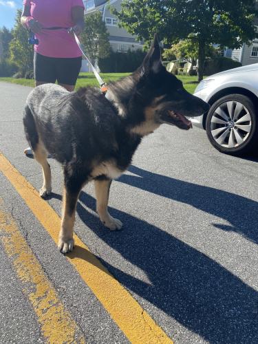 Found/Stray Unknown Dog last seen Rowland and Fairfield beach road , Fairfield, CT 06824
