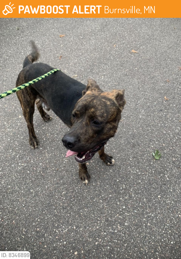 Rehomed Male Dog in Burnsville, MN 55306 (ID 8346899) PawBoost