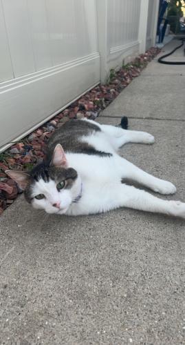 Lost Male Cat last seen 62nd & Mason Ave, Chicago, IL 60638