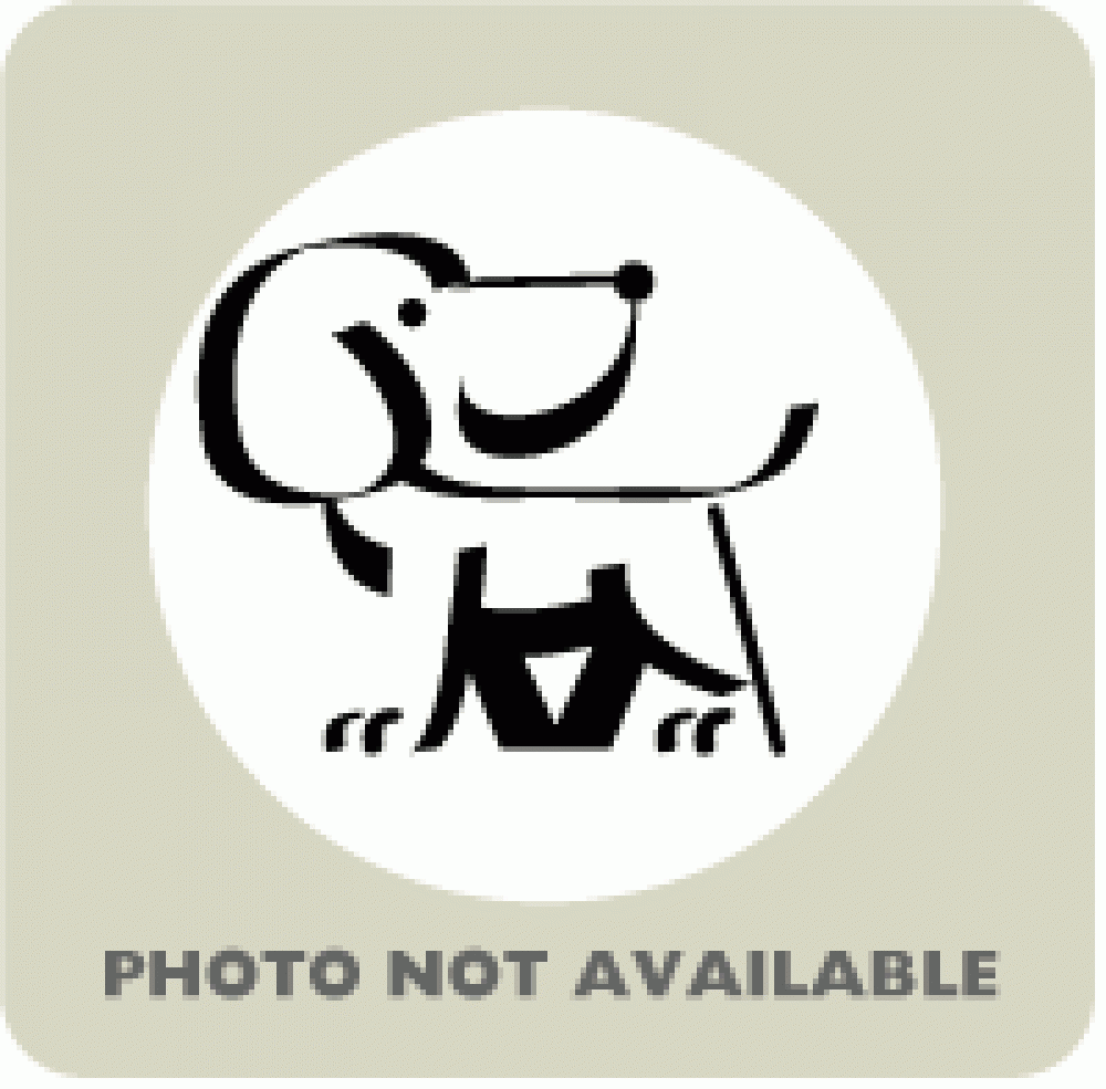 Shelter Stray Female Dog last seen Near Presbury, 21216, MD, Baltimore, MD 21230