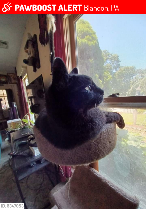 Blandon PA Lost Male Cat Jynx Is Missing PawBoost