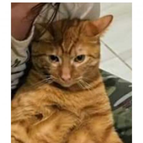 Lost Male Cat last seen McCarthy Park, Upland, CA 91784