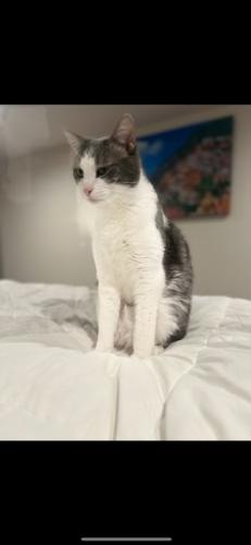 Lost Male Cat last seen Poncho Dr and Titmus, Mastic, NY 11950