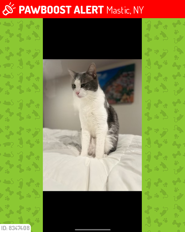 Lost Male Cat last seen Poncho Dr and Titmus, Mastic, NY 11950