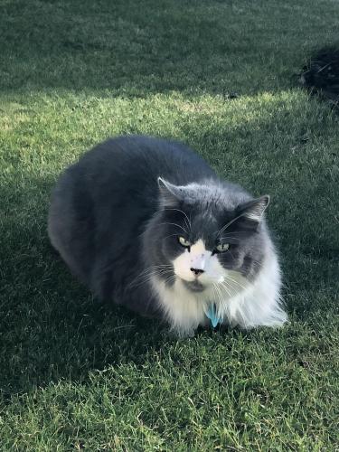 Found/Stray Unknown Cat last seen Brantford Crescent NW, Calgary, AB T2L