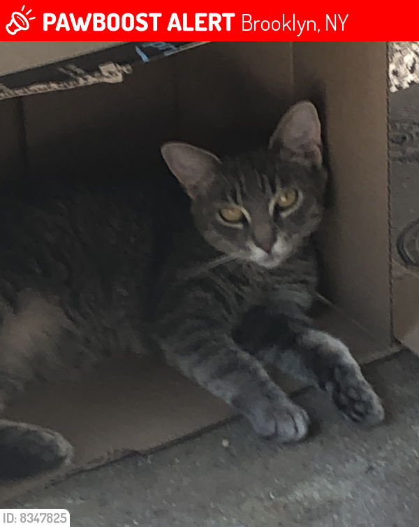 Lost Female Cat last seen East 15th and ave x , Brooklyn, NY 11235
