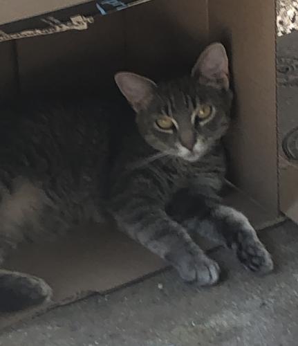 Lost Female Cat last seen East 15th and ave x , Brooklyn, NY 11235