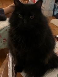 Lost Male Cat last seen Near Jessica Street, Mercedes, TX 78570