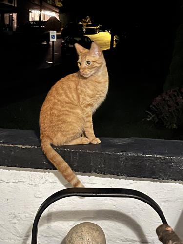 Found/Stray Unknown Cat last seen Pennsylvania bakery, Camp Hill, PA 17011