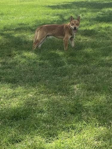 Found/Stray Male Dog last seen Near Hannett Ave NE Albuquerque, NM  87110 United States, Albuquerque, NM 87110