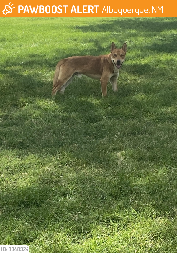 Found/Stray Male Dog last seen Near Hannett Ave NE Albuquerque, NM  87110 United States, Albuquerque, NM 87110