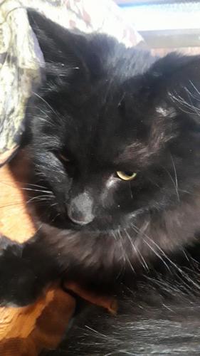 Lost Male Cat last seen Near fire station , El Cerro-Monterey Park, NM 87031