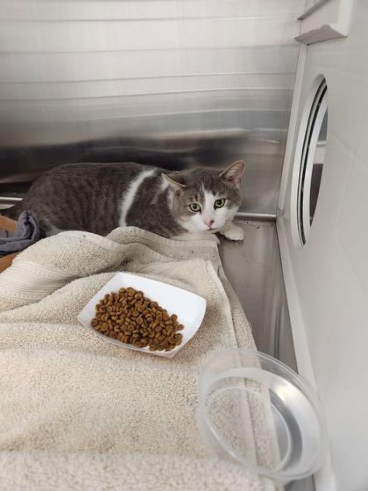 Shelter Stray Male Cat last seen Near Lanier, 21215, MD, Baltimore, MD 21230