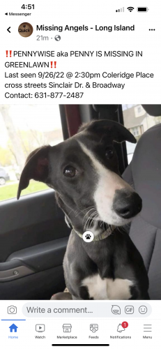 Lost Female Dog last seen Pulaski and Broadway , Greenlawn, NY 11740